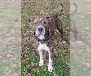 Boxer-Unknown Mix Dogs for adoption in Akron, OH, USA