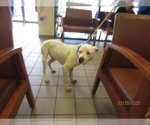 Staffordshire Bull Terrier Dogs for adoption in Ocala, FL, USA