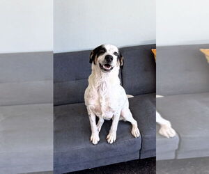 Collie-Unknown Mix Dogs for adoption in Boston, MA, USA