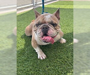 French Bulldog Dogs for adoption in Lathrop, CA, USA