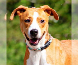 Black Mouth Cur-Unknown Mix Dogs for adoption in Canton, CT, USA