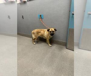 Anatolian Shepherd-Unknown Mix Dogs for adoption in Las Vegas, NV, USA