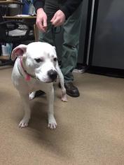 American Bulldog-Dalmatian Mix Dogs for adoption in Cumming, GA, USA