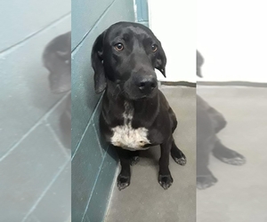 Lab-Pointer Dogs for adoption in Clarkesville, GA, USA
