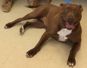 Staffordshire Bull Terrier-Unknown Mix Dogs for adoption in Loudon, TN, USA