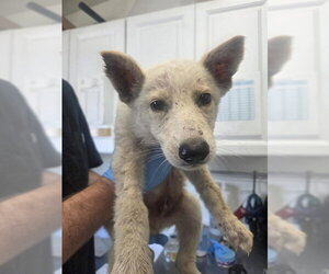 Gerberian Shepsky Dogs for adoption in San Bernardino, CA, USA