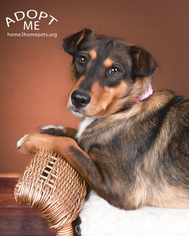 Medium Photo #1 Mutt Puppy For Sale in Denver, CO, USA