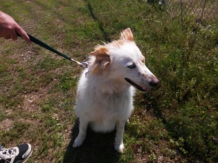 Australian Shepherd-Unknown Mix Dogs for adoption in Roanoke, TX, USA