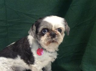 Shih Tzu Dogs for adoption in pomona, CA, USA