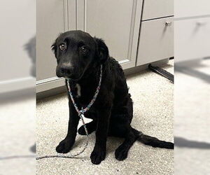 Mutt Dogs for adoption in Lodi, CA, USA