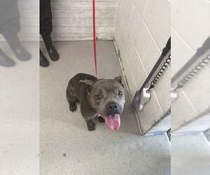 American Pit Bull Terrier Dogs for adoption in San Bernardino, CA, USA