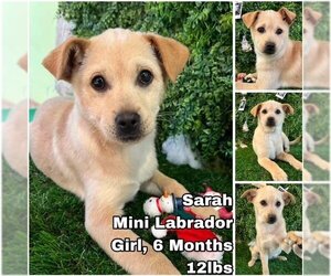 Labrador Retriever Dogs for adoption in Seattle, WA, USA