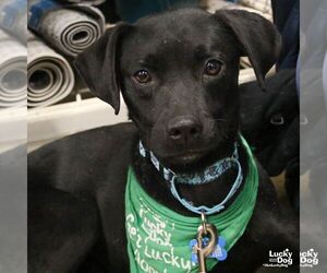 Labrador Retriever-Unknown Mix Dogs for adoption in Washington, DC, USA