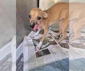 Mutt Dogs for adoption in San Antonio, TX, USA