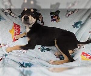 Doberman Pinscher-Unknown Mix Dogs for adoption in HESPERIA, CA, USA