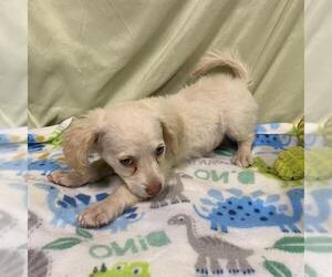 Cocker Spaniel-Unknown Mix Dogs for adoption in Modesto, CA, USA