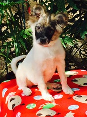 Medium Photo #1 Pomeranian Puppy For Sale in PIPE CREEK, TX, USA