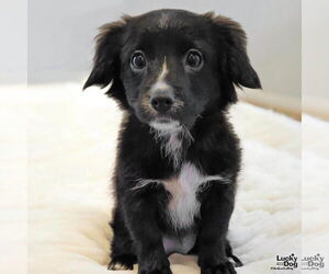 Chihuahua-Unknown Mix Dogs for adoption in Washington, DC, USA