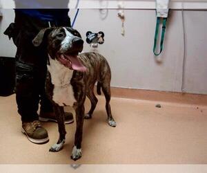 American Pit Bull Terrier-Unknown Mix Dogs for adoption in Martinez, CA, USA