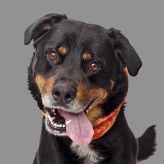 Rottweiler Dogs for adoption in Mission Hills, CA, USA