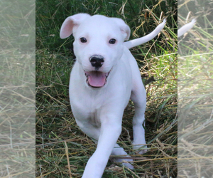 Medium Photo #1 Bulloxer Puppy For Sale in Eureka Springs, AR, USA