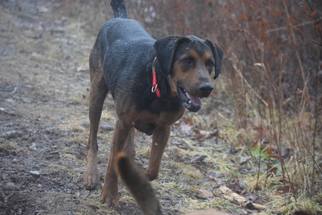 Small Black and Tan Coonhound Mix