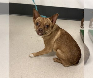 Chihuahua-Unknown Mix Dogs for adoption in Corona, CA, USA