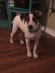 Raggle Dogs for adoption in Seminole, FL, USA