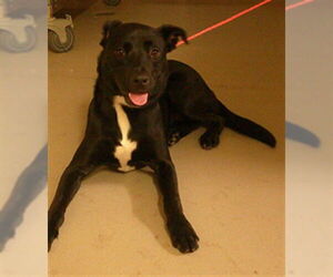Labrador Retriever-Unknown Mix Dogs for adoption in Sanford, FL, USA