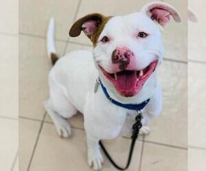 American Pit Bull Terrier Dogs for adoption in Vallejo, CA, USA