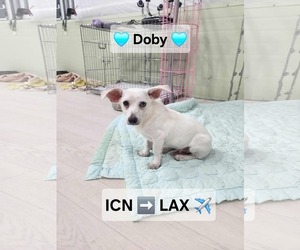 Chi-Corgi Dogs for adoption in Agoura Hills, CA, USA