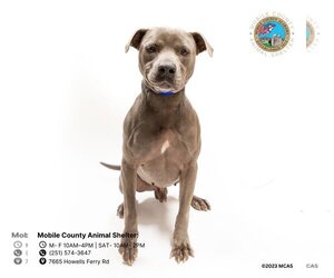American Bulldog Dogs for adoption in Mobile, AL, USA
