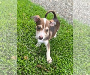 Rat-Cha Dogs for adoption in Slidell, LA, USA