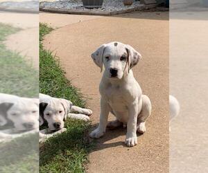 Boxador Dogs for adoption in Shreveport, LA, USA