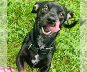 Dachshund Dogs for adoption in Kansas City, MO, USA