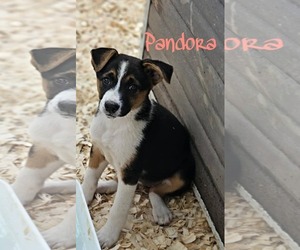 Mutt Dogs for adoption in Prentiss, MS, USA