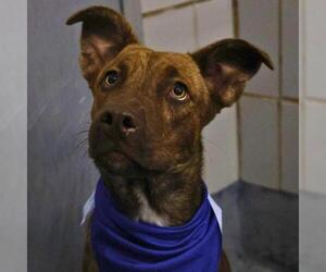 Mutt Dogs for adoption in San Antonio, TX, USA