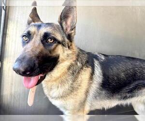 German Shepherd Dog Dogs for adoption in San Bernardino, CA, USA