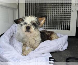 Mutt Dogs for adoption in Riverside, CA, USA