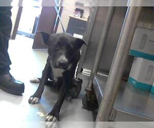 German Shepherd Dog-Unknown Mix Dogs for adoption in Fayetteville, NC, USA