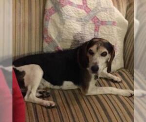 Beagle Dogs for adoption in WESTHAMPTON, MA, USA