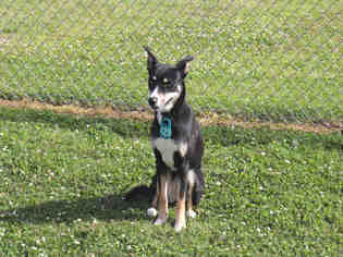 Small Siberian Husky Mix