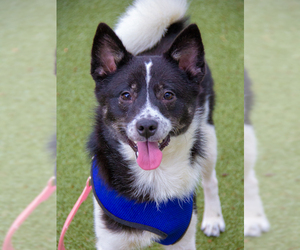 Shiba Inu Dogs for adoption in Boston, MA, USA
