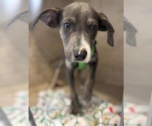 American Staffordshire Terrier-Unknown Mix Dogs for adoption in Oklahoma City, OK, USA