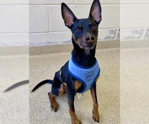 Miniature Pinscher-Unknown Mix Dogs for adoption in Dedham, MA, USA