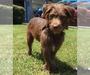 Miniature Labradoodle Dogs for adoption in Valrico, FL, USA