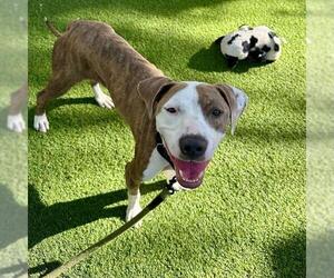 Mutt Dogs for adoption in Las Vegas, NV, USA