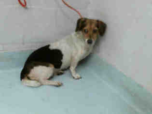 Beagle Dogs for adoption in Pasadena, TX, USA