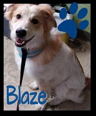 Great Pyrenees-Unknown Mix Dogs for adoption in Marion, KY, USA