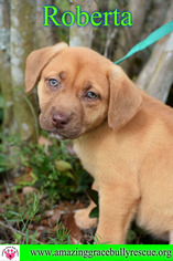 Golden Retriever-Unknown Mix Dogs for adoption in Pensacola, FL, USA